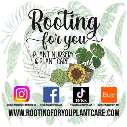 CACTUS & SUCCULENT Premium Potting Mix